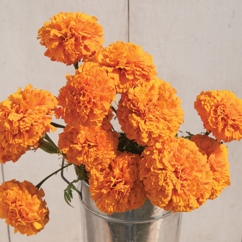 Stor tagetes ´Giant Orange´ F1