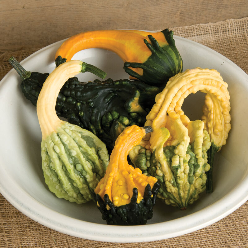 Prydnadspumpa ´Autumn Wings Blend´