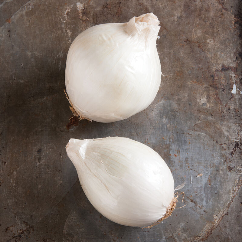 Gul lök ´White Castle´ F1