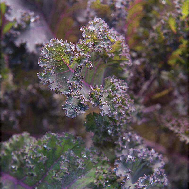 Grönkål ´Scarlet´