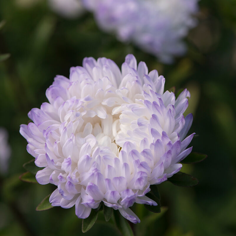 Sommaraster ´Tower Silver´