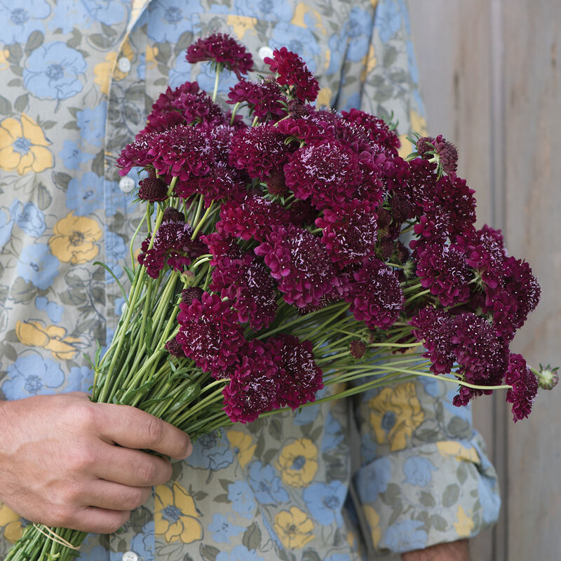 Praktvädd ´Merlot Red´