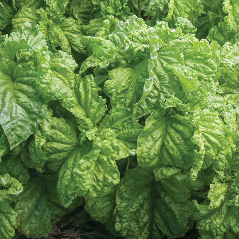 Basilika ´Tuscany´