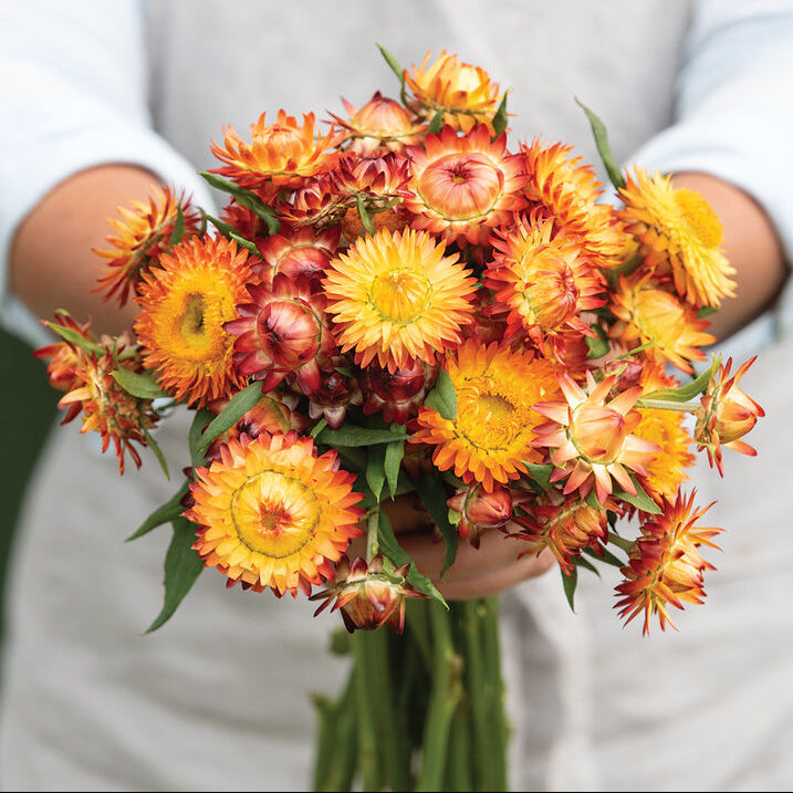 Jätteeternell ´King Size Orange´