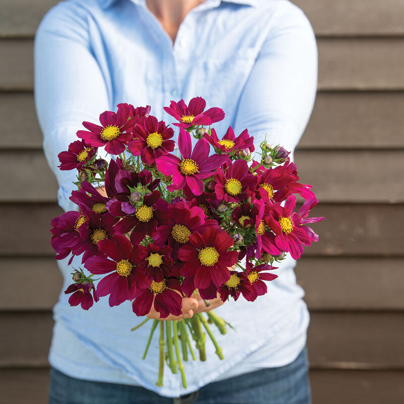 Rosenskära ´Versailles Red´