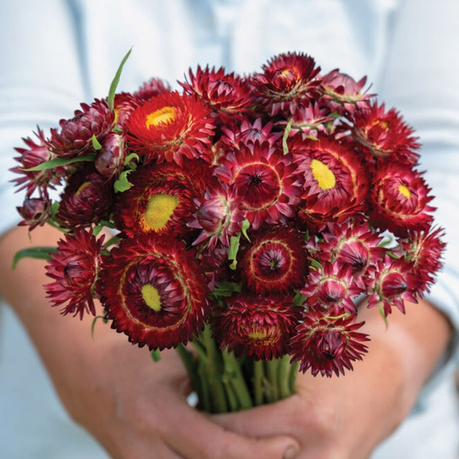 Jätteeternell ´King Size Red´