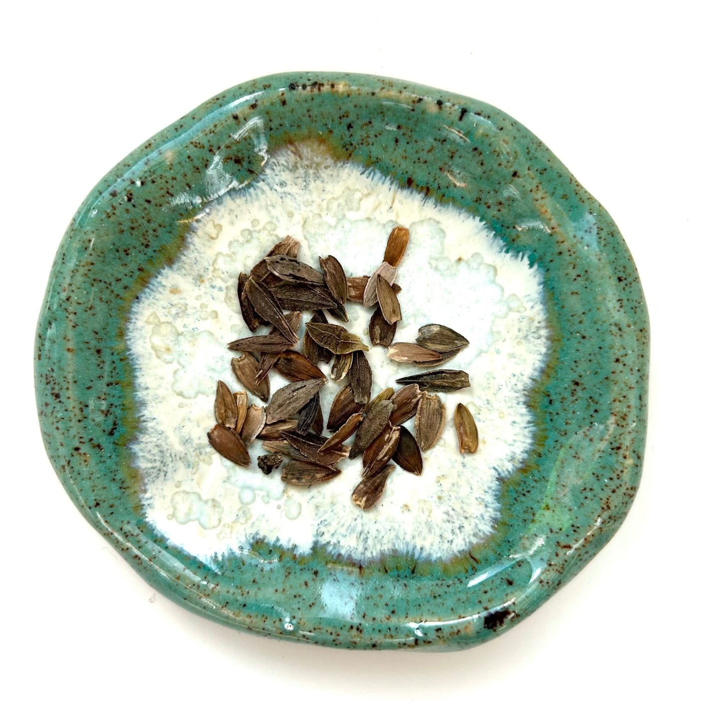 Zinnia ´Polar Bear´