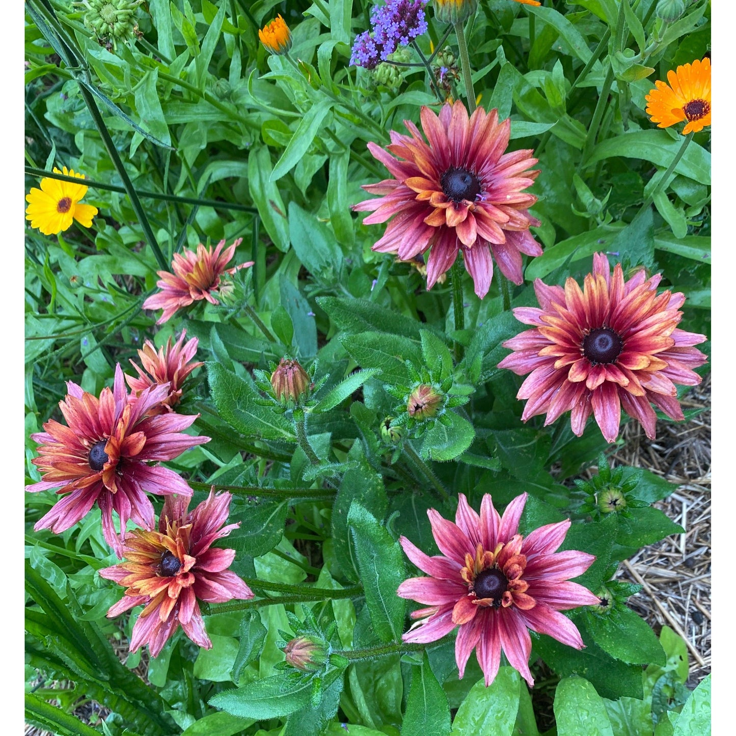 Sommarrudbeckia ´Sahara’