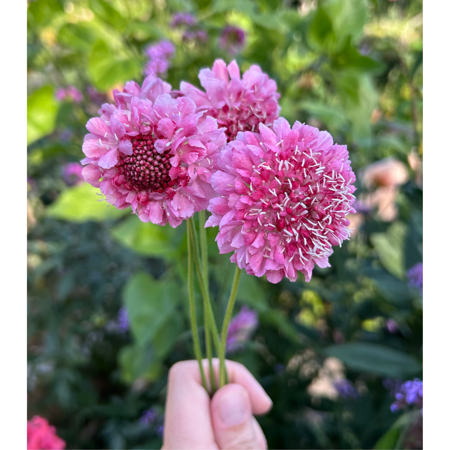 Praktvädd ´Salmon Queen´