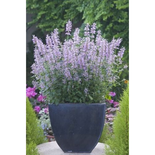 Agastache ´Rose Mint´