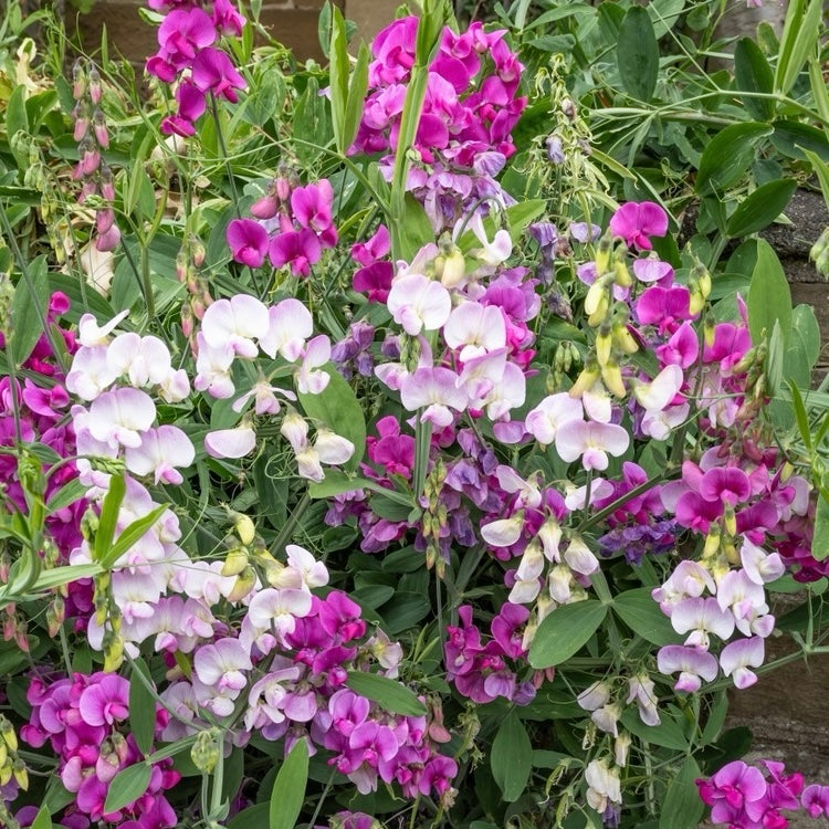 Rosenvial ´Pearl Mix´