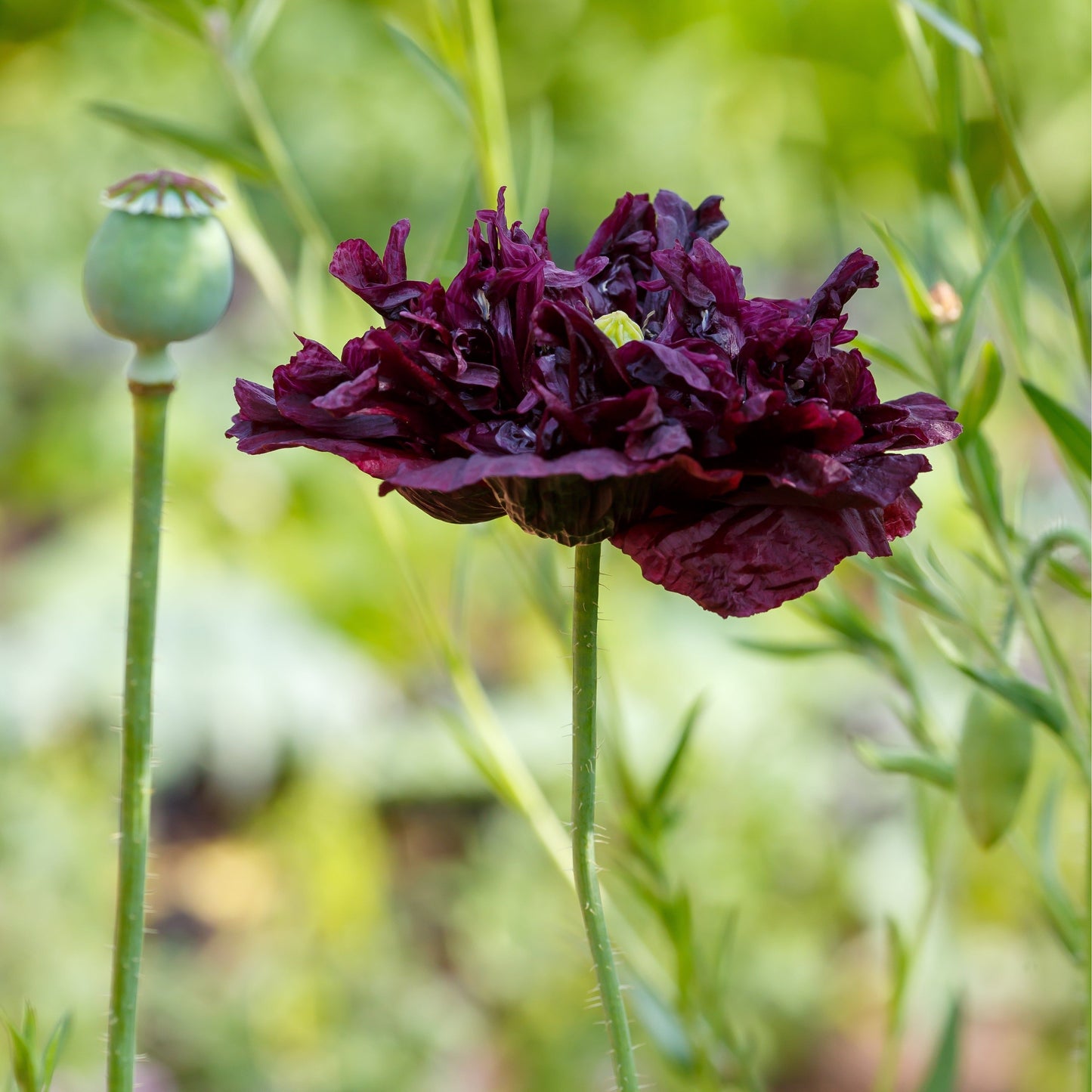 Pionvallmo ´Black Peony´