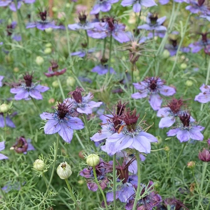 Spanska jungfrun ´Midnight´