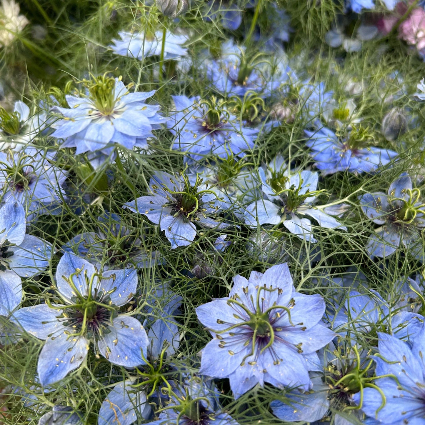 Jungfrun i det gröna ´Miss Jekyll Skyblue´