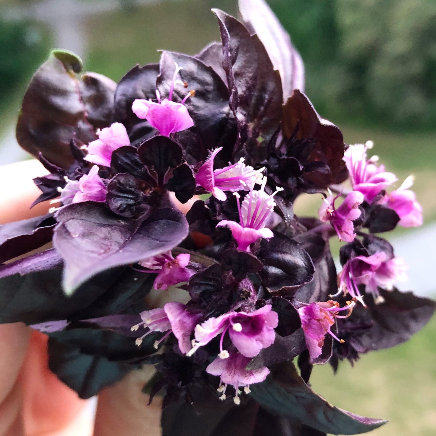 Purpurbasilika ´Dark Opal´