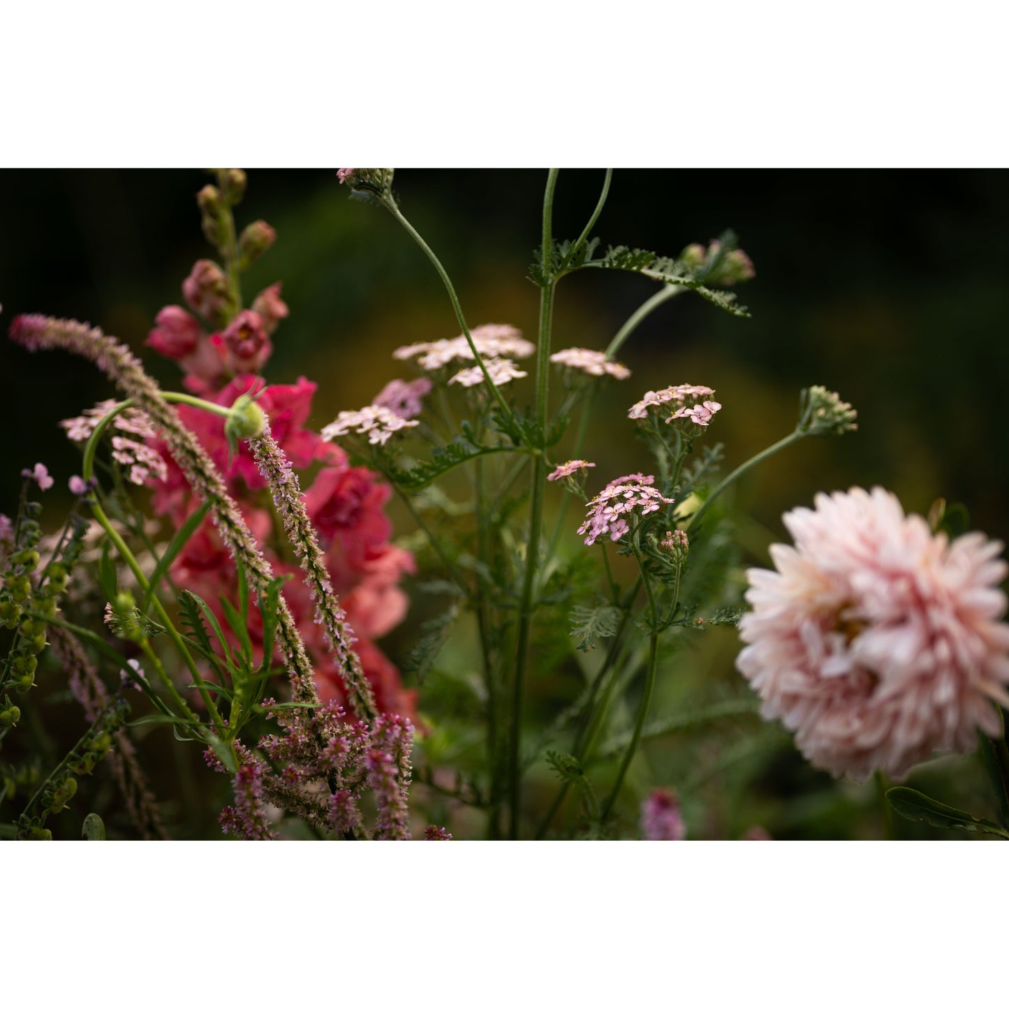 Sommaraster ´King Size Apricot´