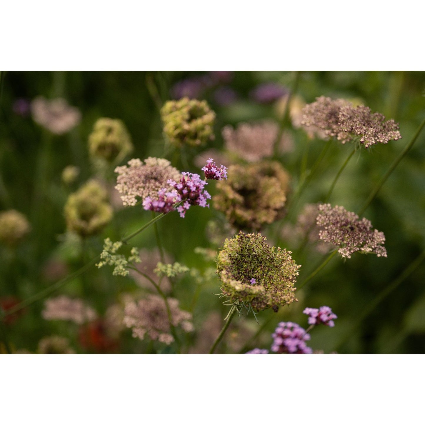 Blomstermorot ´Dara´