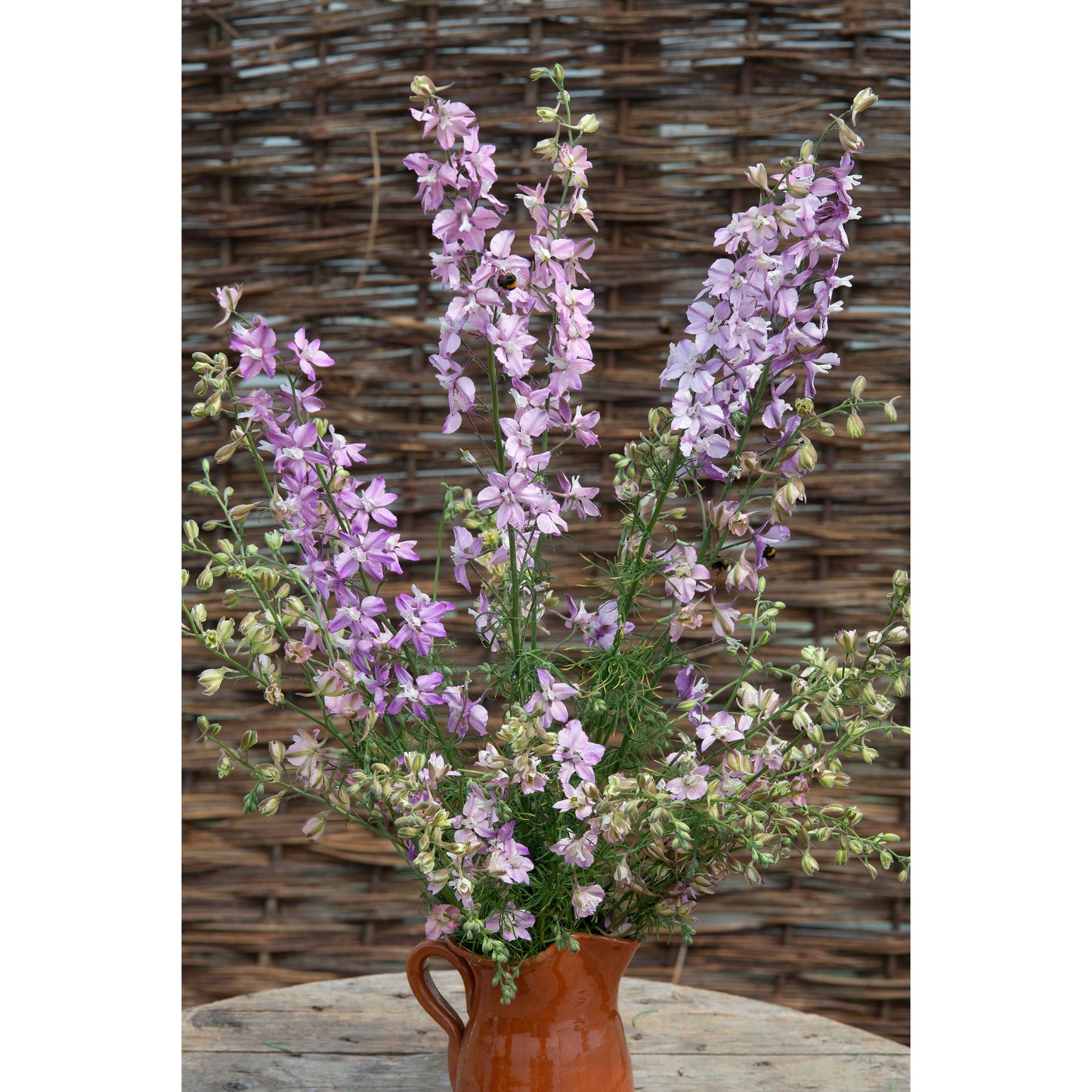 Riddarsporre ´Fancy Belladonna´