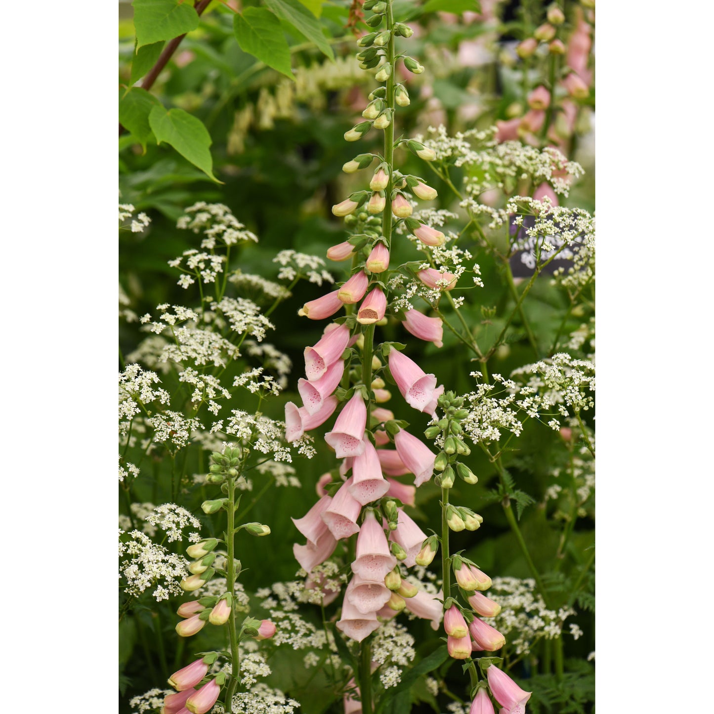 Fingerborgsblomma ´Suttons Apricot´