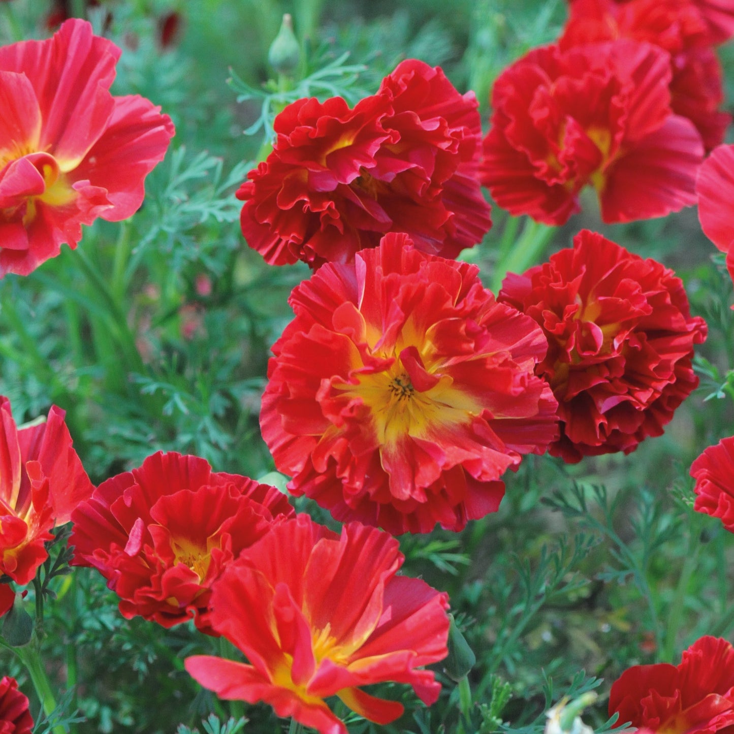 Sömntuta ´Cherry Swirl´