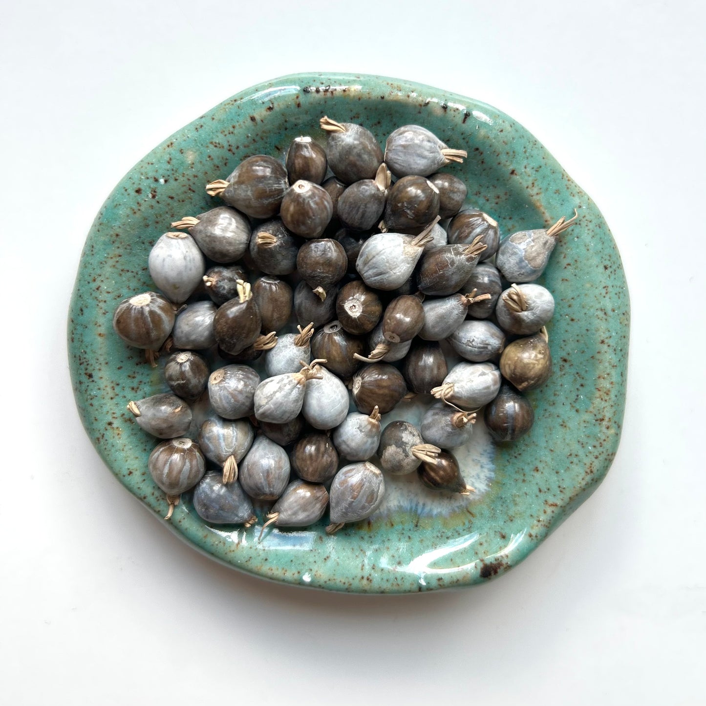 Jobs tårar/Pärlkorn