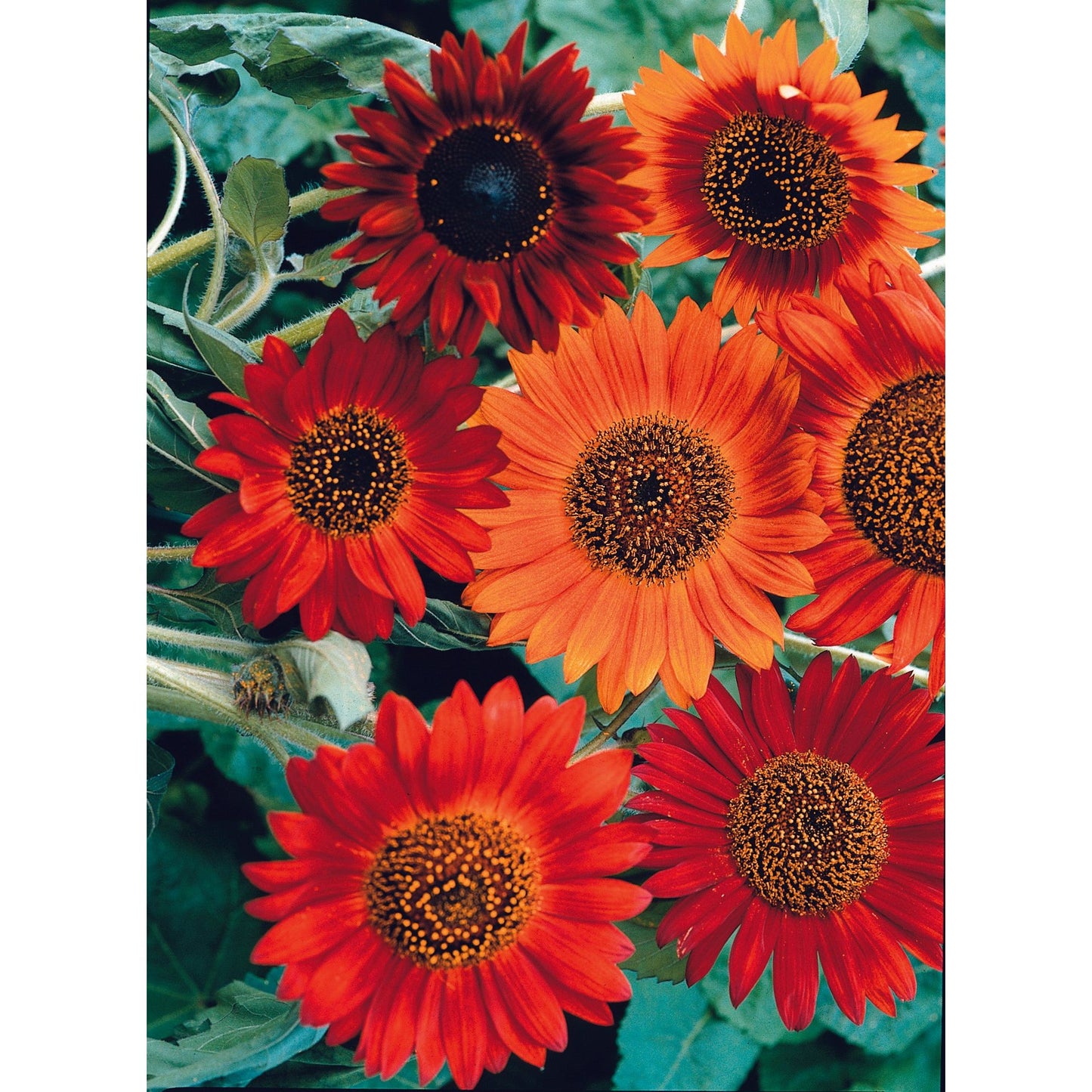 Solros ´Earthwalker´