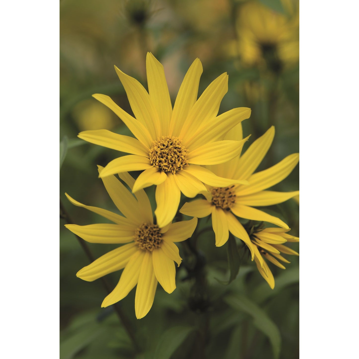 Maximilians solros ´Early Bird´