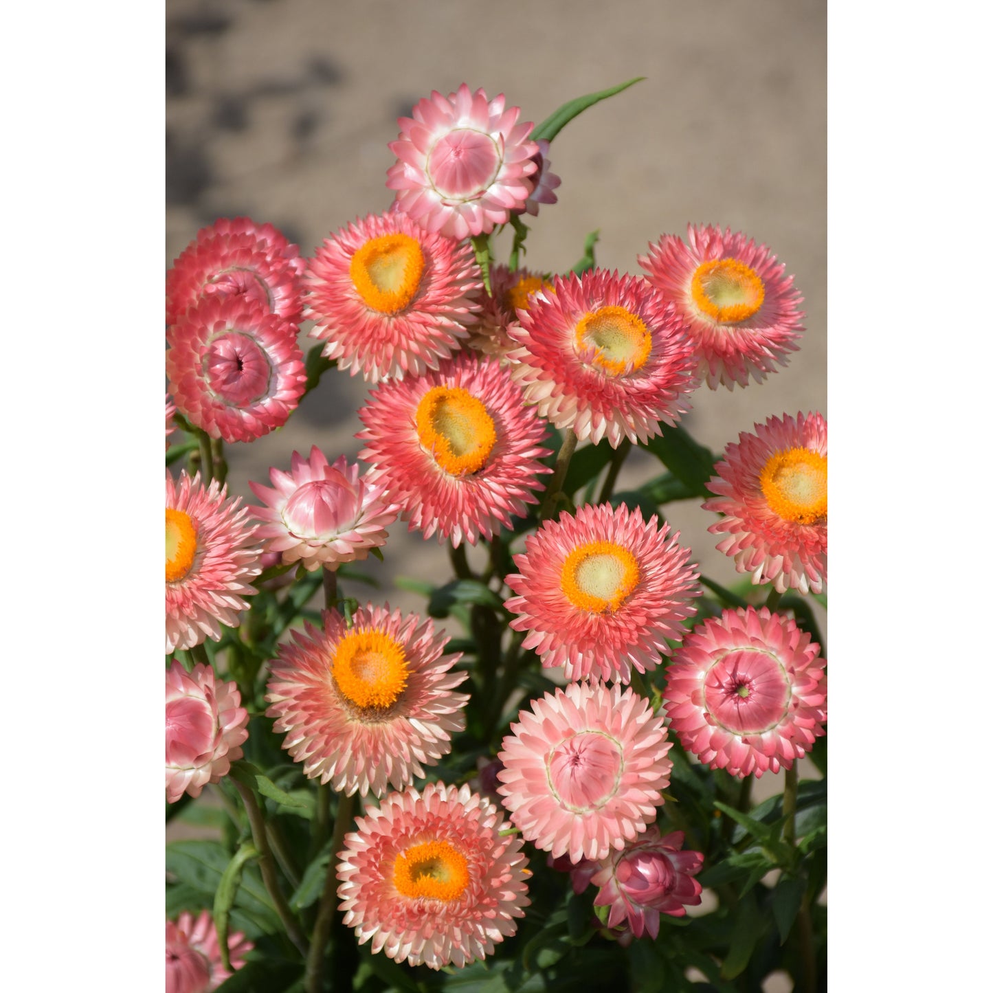 Jätteeternell ´Salmon Shades´