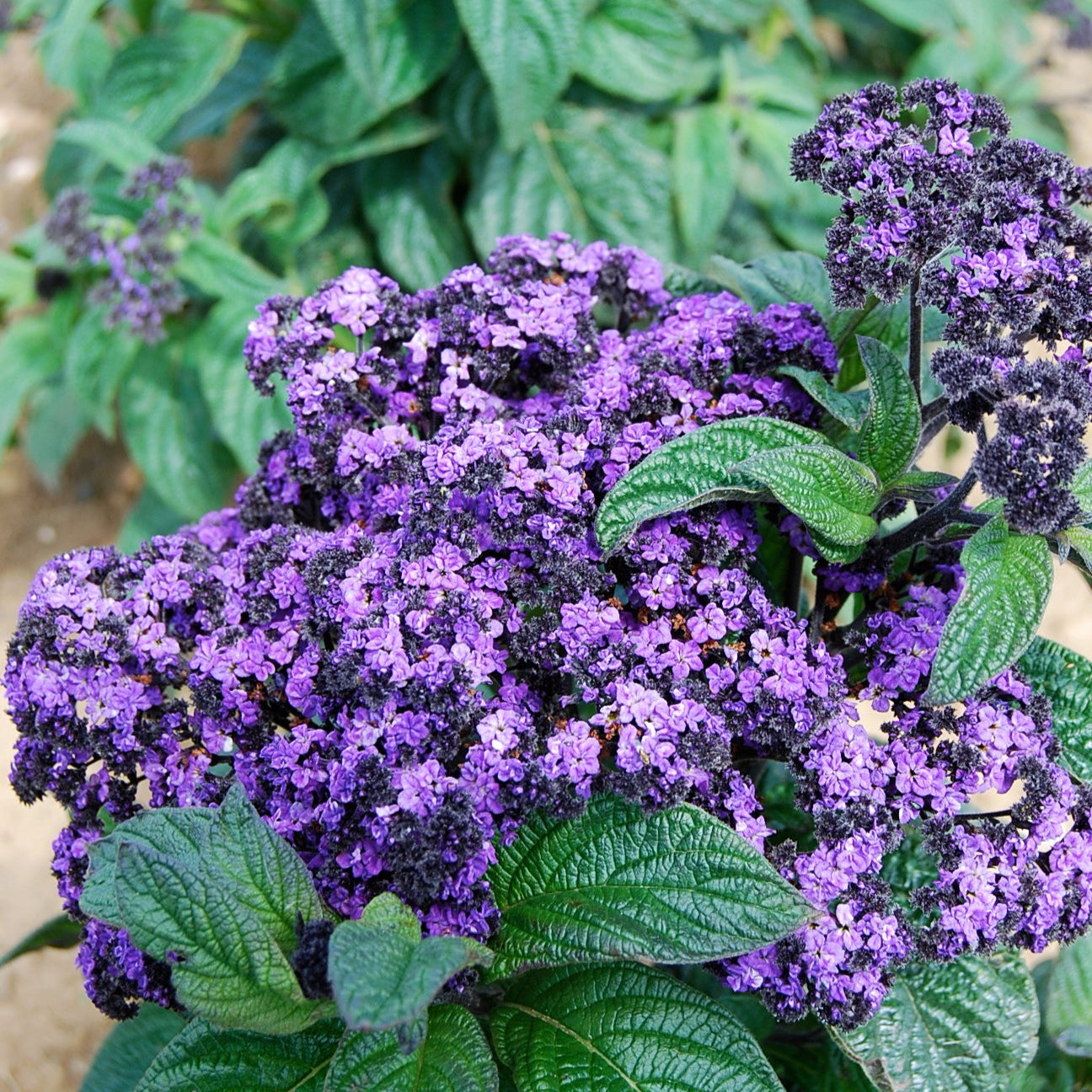 Heliotrop ´Dwarf Marine´