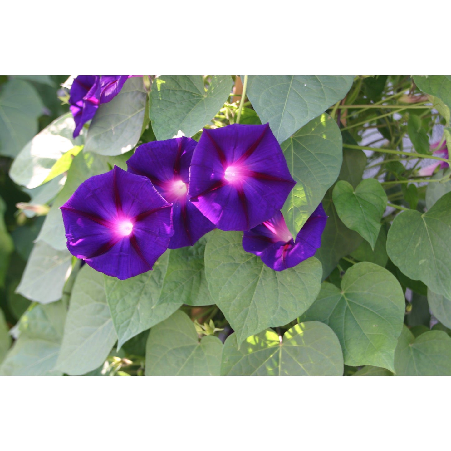 Purpurvinda ´Star of Yelta´