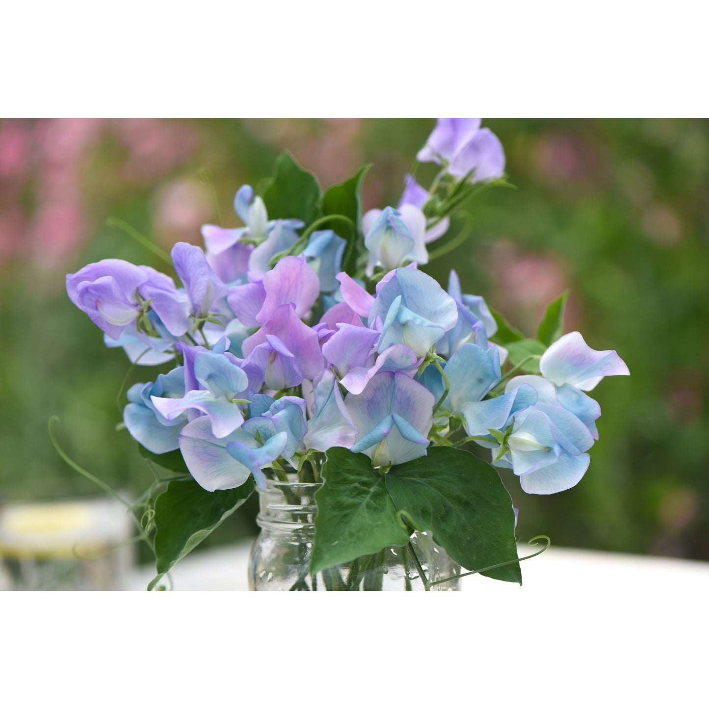 Luktärt ´Turquoise Lagoon´