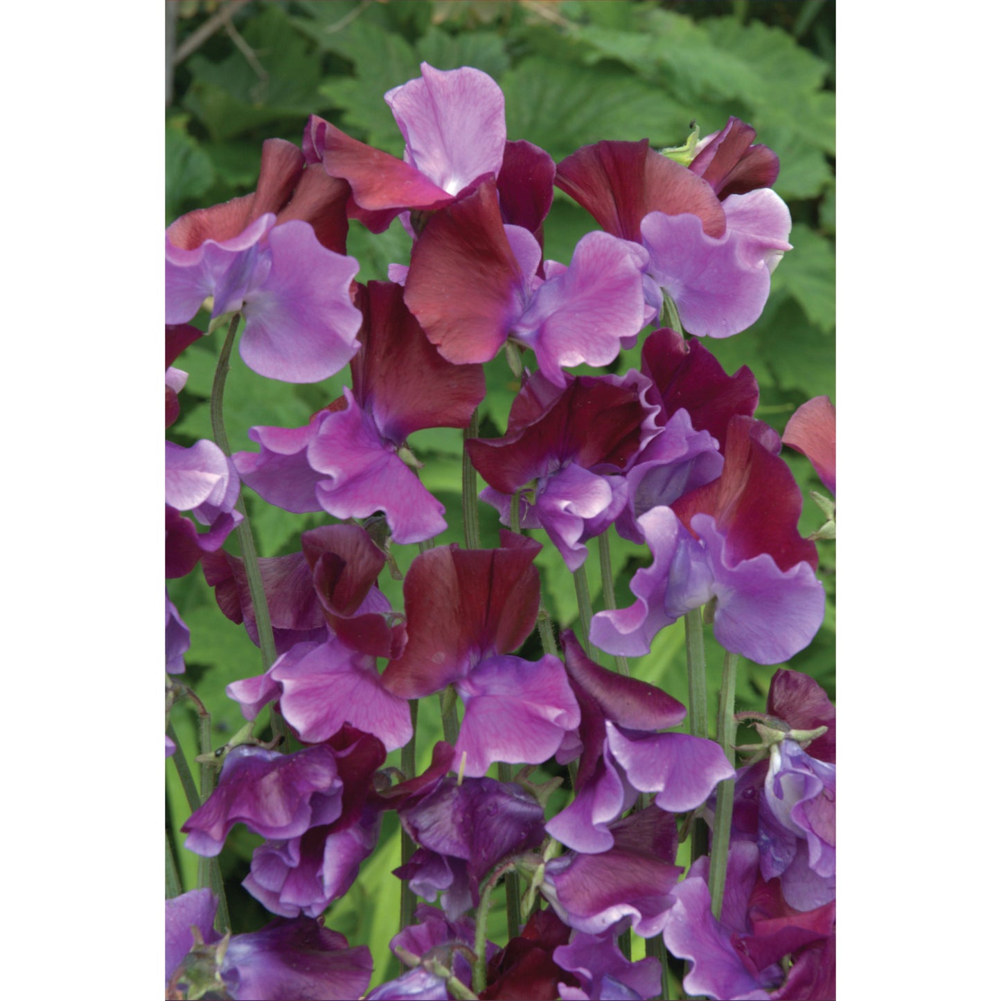 Luktärt ´Purple Pimpernel´