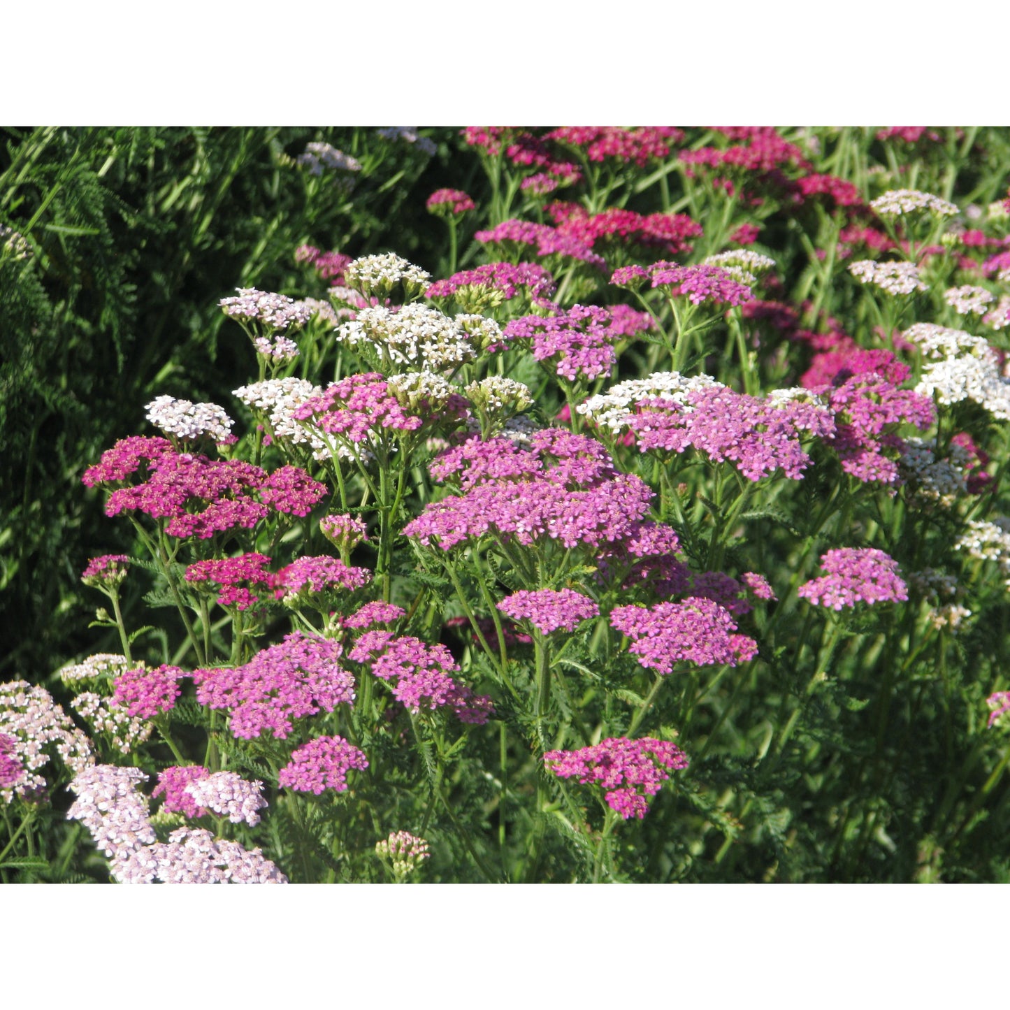 Röllika ´Cerise Queen´