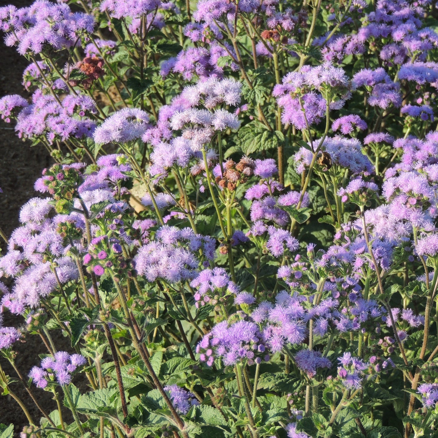 Ageratum ´Florist Blue´