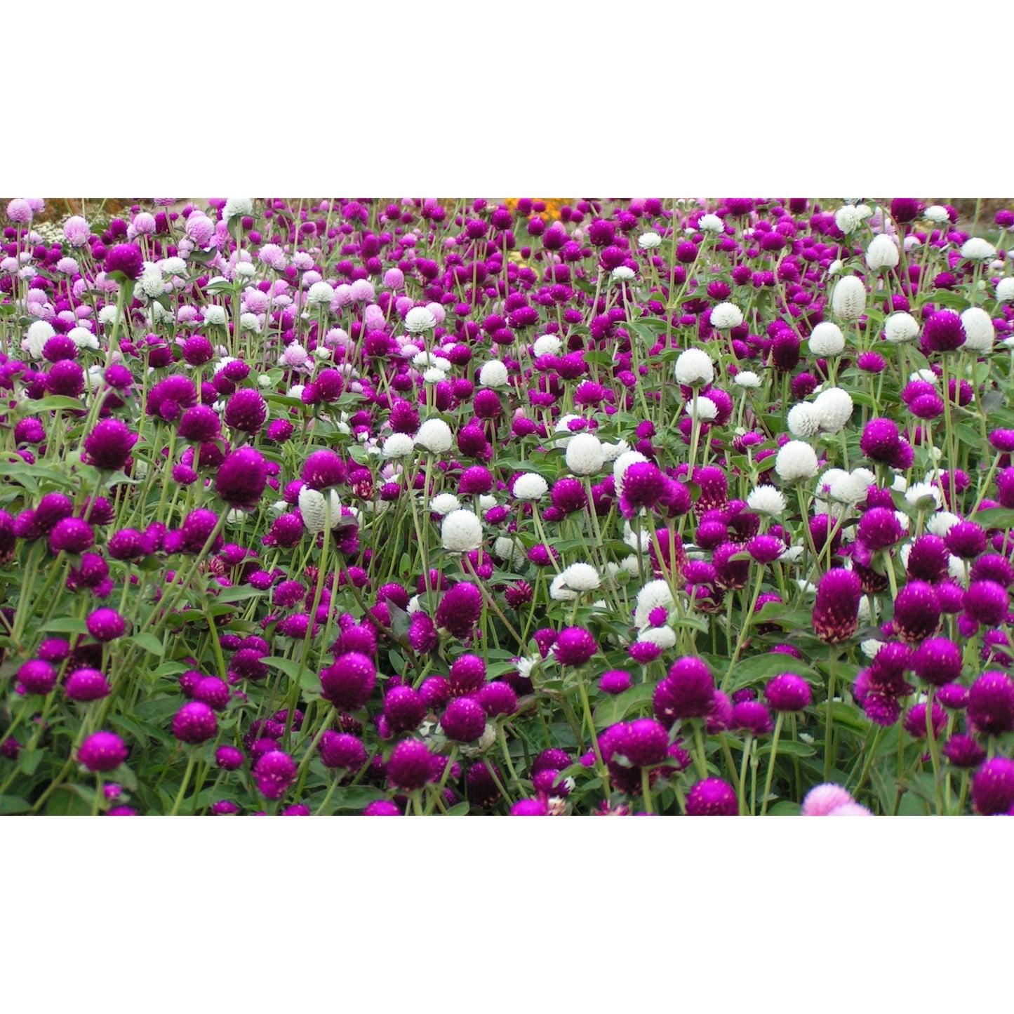 Klotamarant ´Qis Formula Mix´