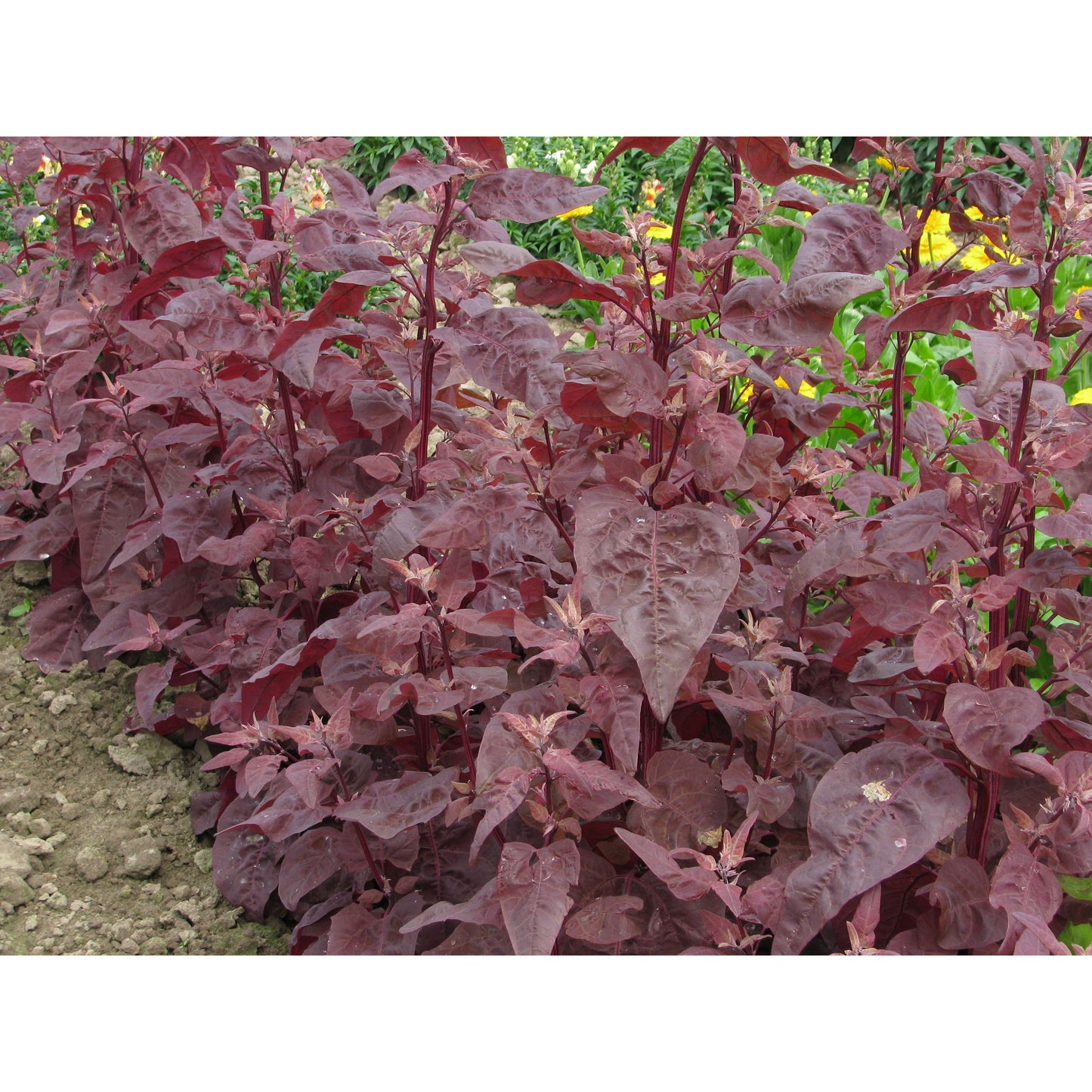 Trädgårdsmålla ´Red Plume´