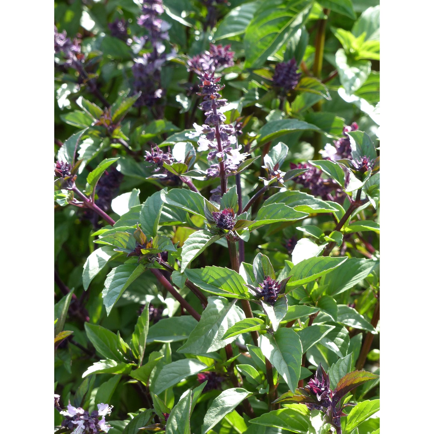 Kanelbasilika ´Cannelle´