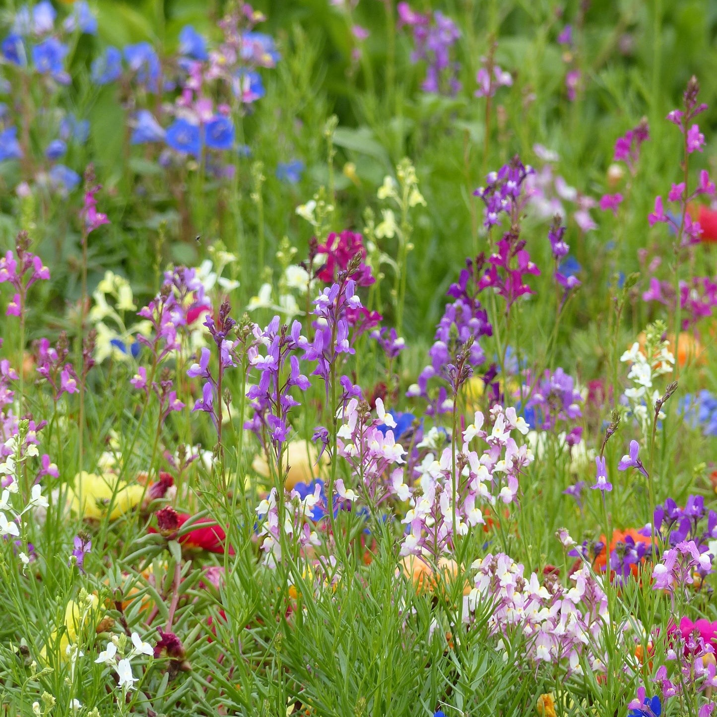 Färgsporre ´Fairy Bouquet Mix´