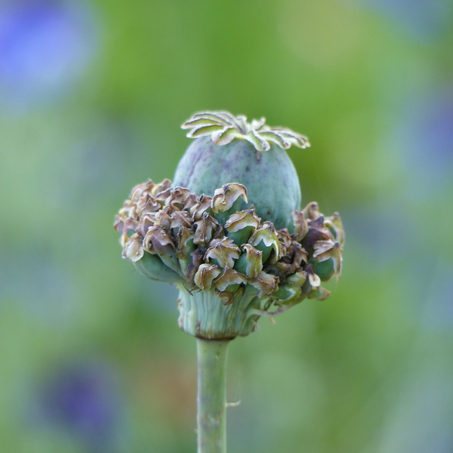 Opievallmo ´Hen and Chickens´