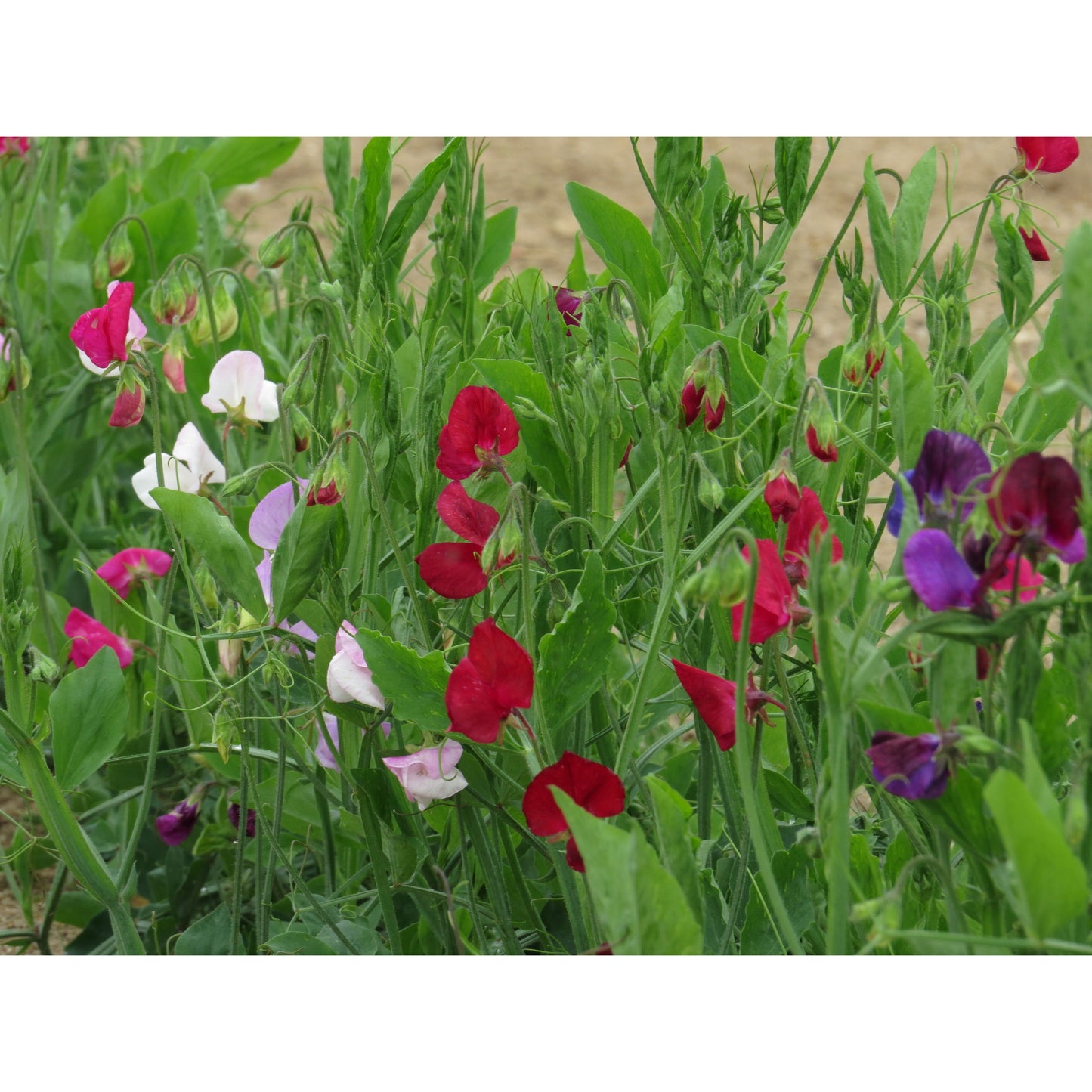 Luktärt ´Bijou Mix´