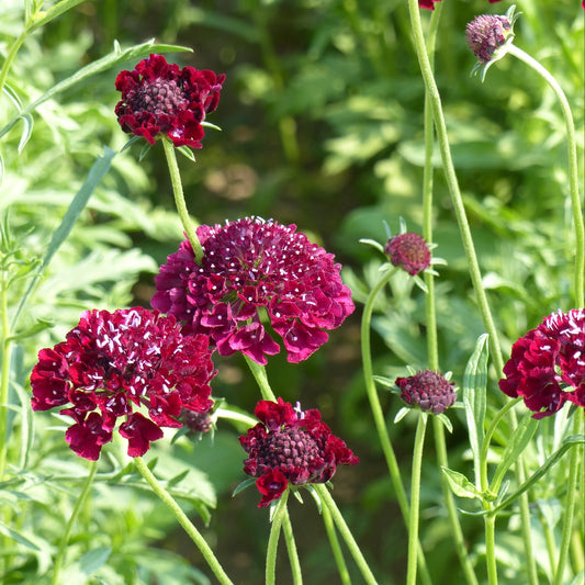 Praktvädd ´Qis Deep Red´