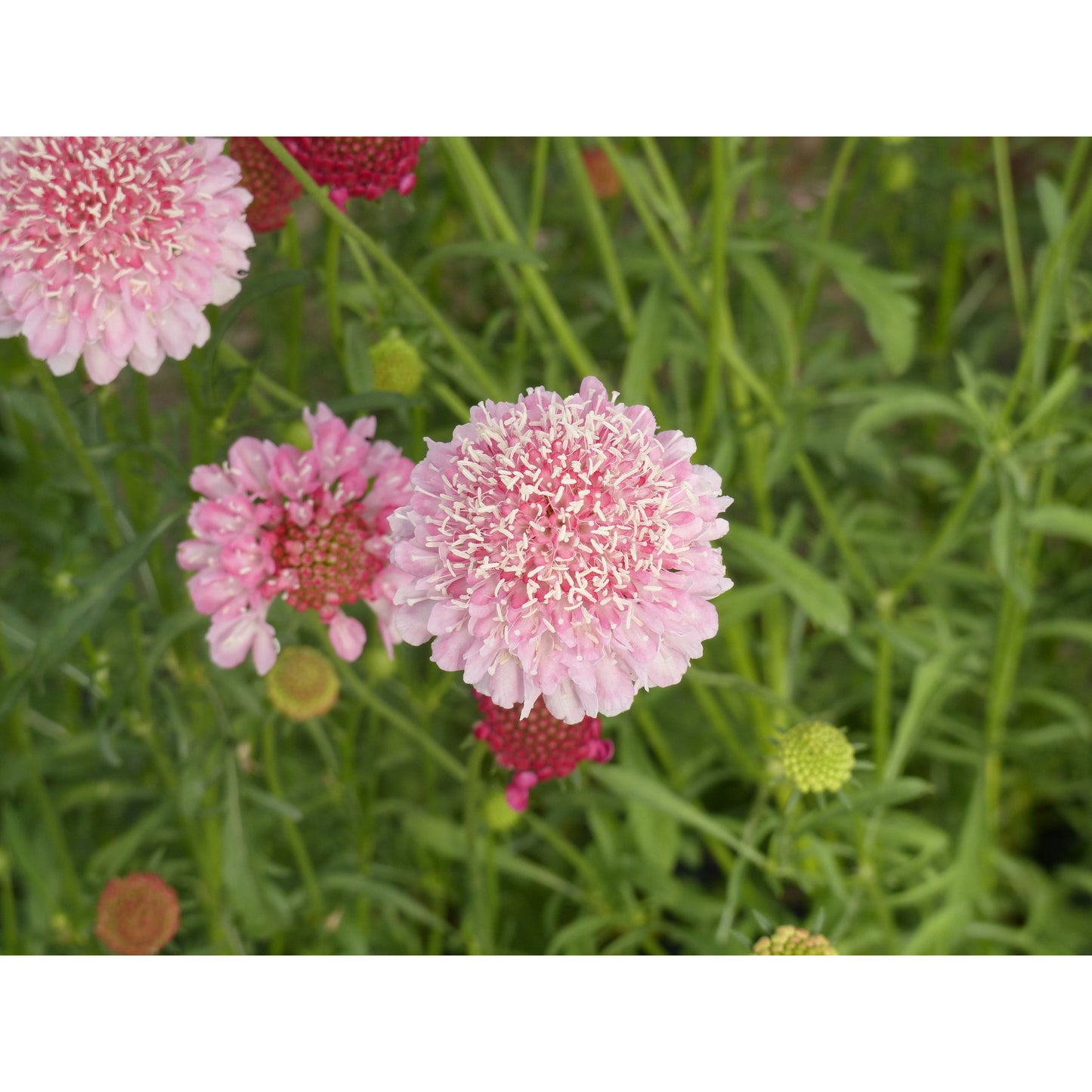 Praktvädd ´Qis Salmon Pink´