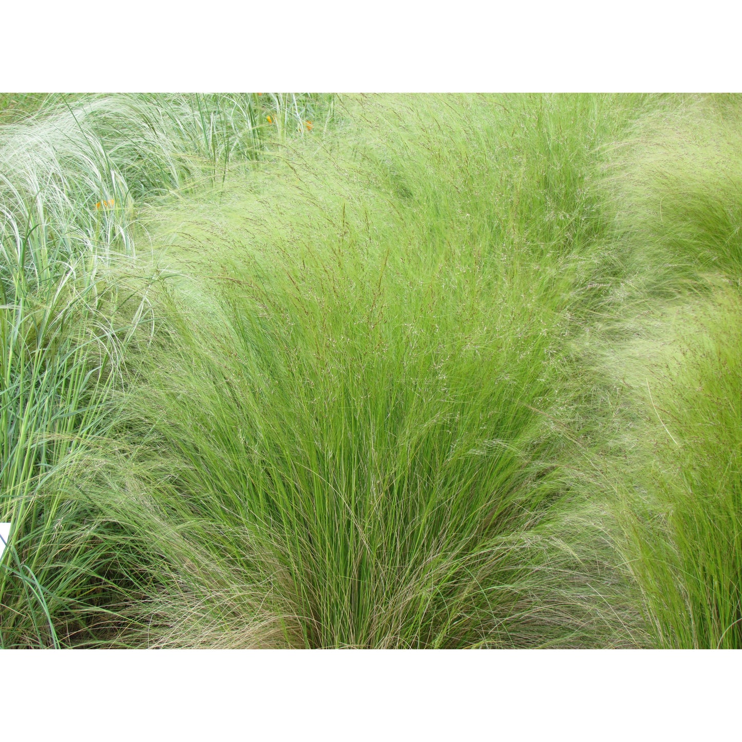 Svansfjädergräs ´Pony Tails´