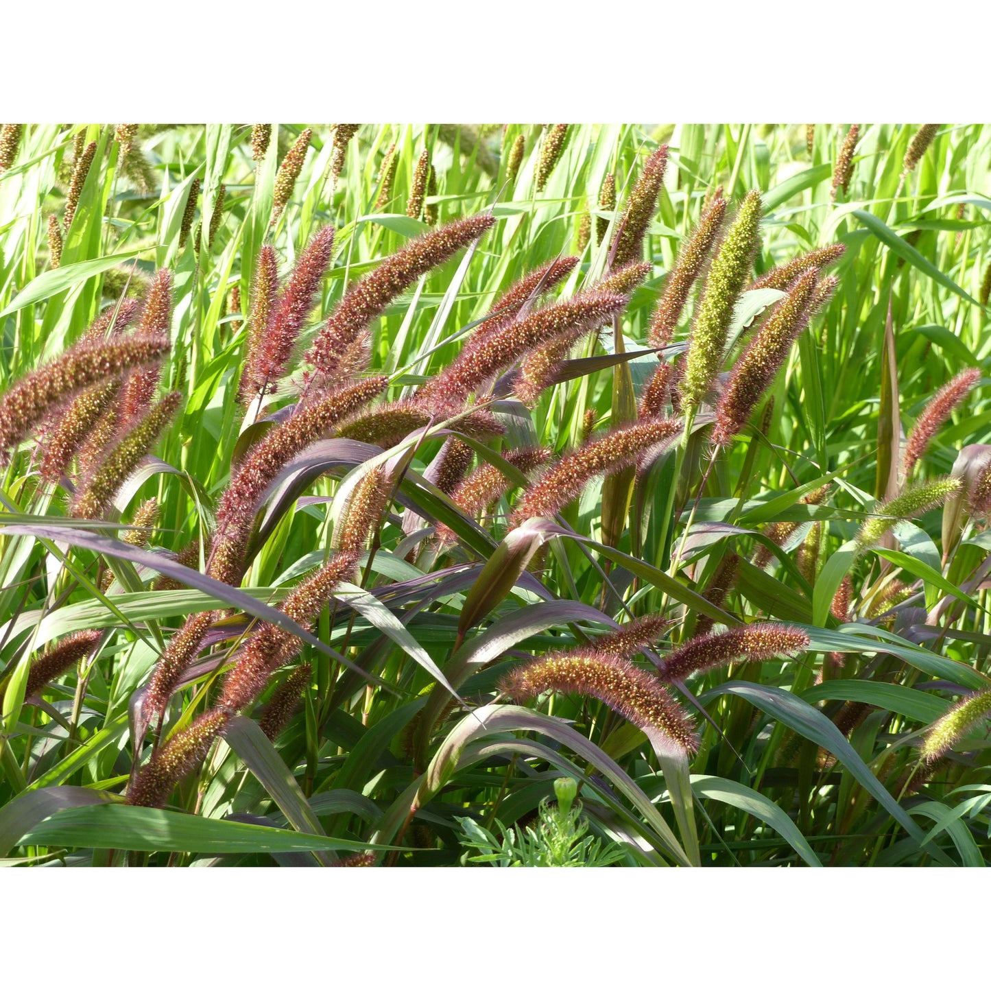 Kolvhirs ´Red Jewel´