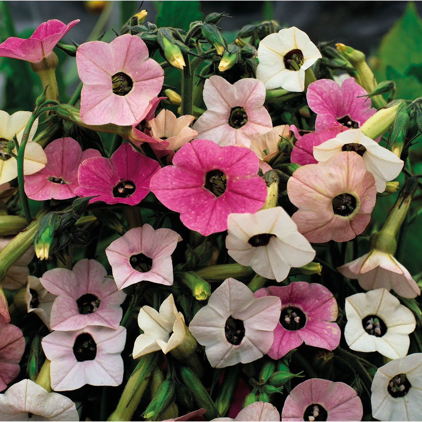 Blomstertobak ´Marshmallow´