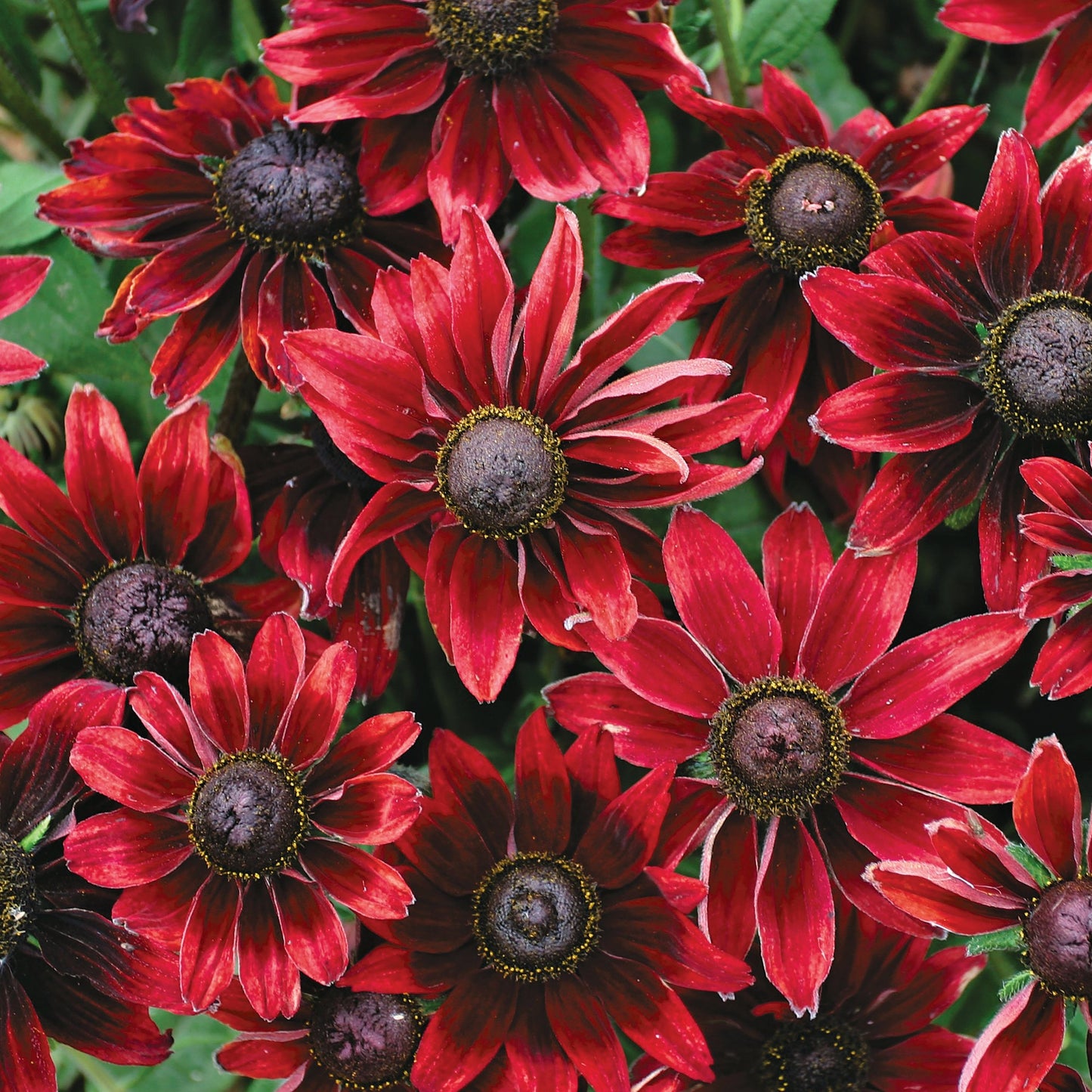 Sommarrudbeckia ´Cherry Brandy’