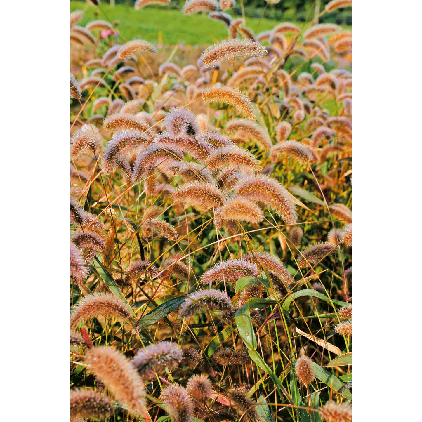 Prydnadshirs ´Caramel´