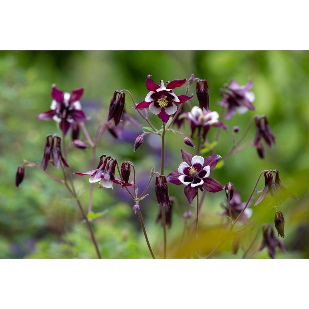 Akleja ´William Guinness´