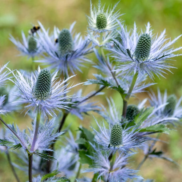 Alpmartorn ´Blue Star´