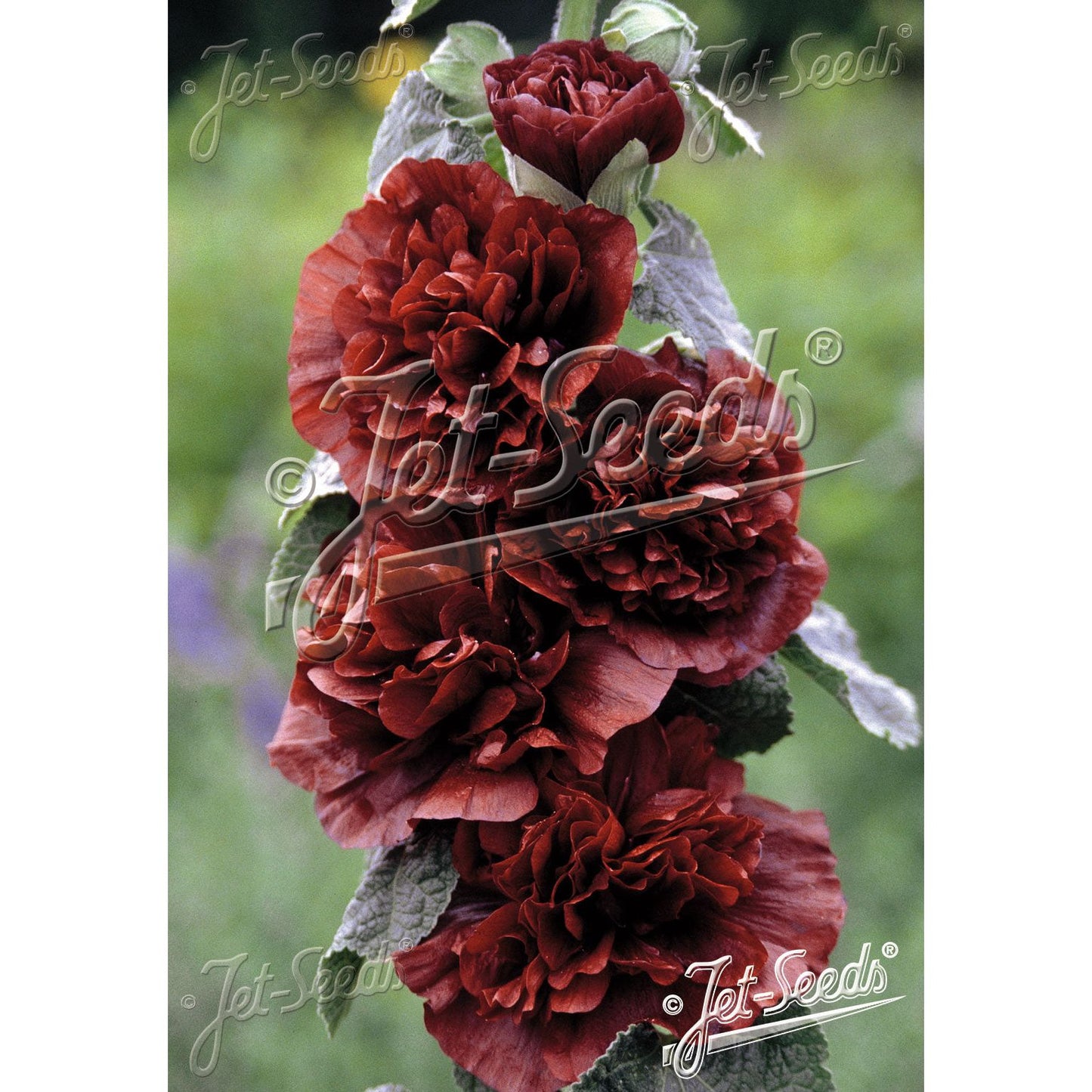 Stockros ´Chater´s Chestnut Brown´